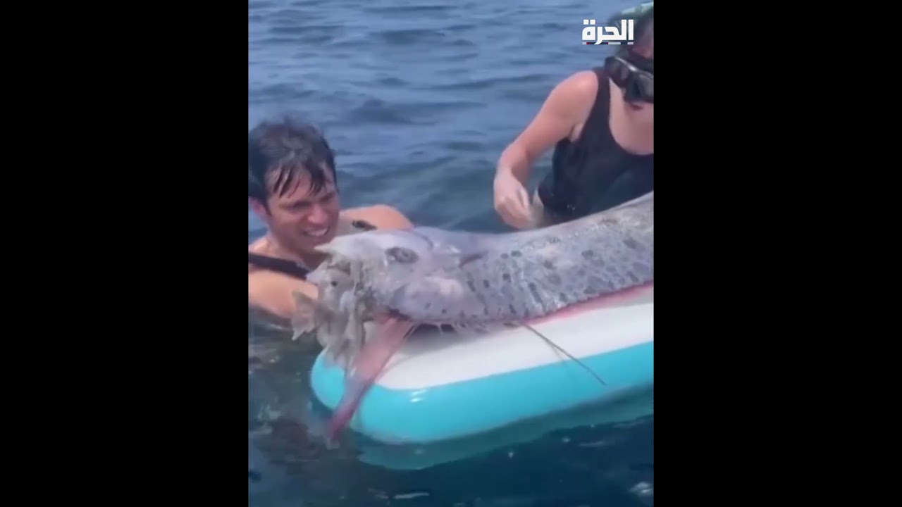 ظهرت قبل زلزال لوس أنجلوس.. العثور على سمكة "يوم القيامة" النادرة نافقة بكاليفورنيا