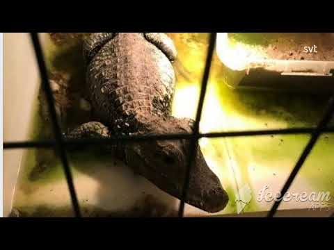 السجن لرجل أحتفظ بــ720 من الزواحف (تماسيح وثعابين) في شقة بمنى سكني في مالمو في السويد