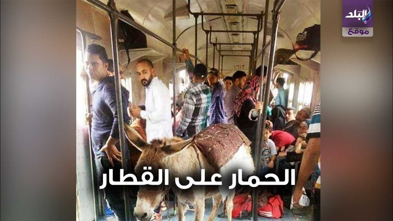 صدي البلد | حمار داخل قطار.. ماذا يفعل