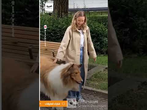 بالفيديو.. رجل أنفق آلاف الدولارات ليصبح "كلباً"