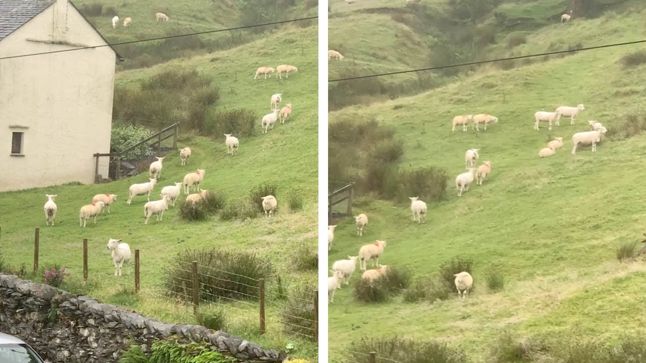 Hundreds Of Sheep Stand Frozen In Field
