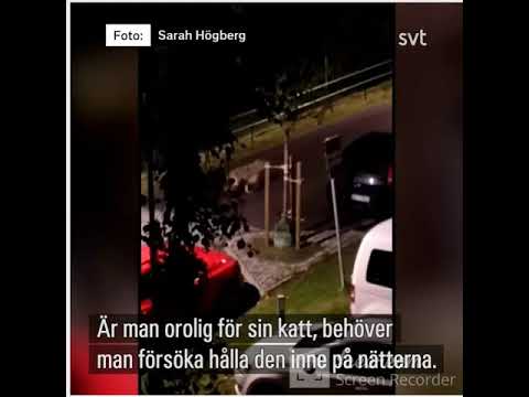 ذئاب يتجول وسط المدينة  في احد بلديات ستوكهولم