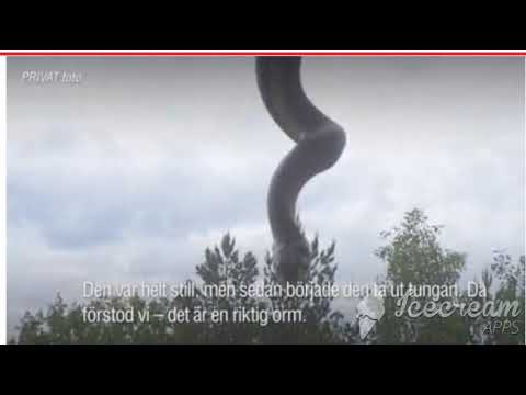 ثعبان يتدلى لعائلة من نافذة شقتهم في ستوكهولم ..! ( فيديو)