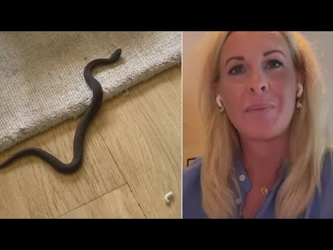 إكتشاف سيدة لأفعى تحت آلة صنع القهوة أثناء تحضيرها