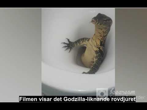 فيديو : رجل يتعرض لمشهد صادم  احد "السحالي" تخرج من "المرحاض"