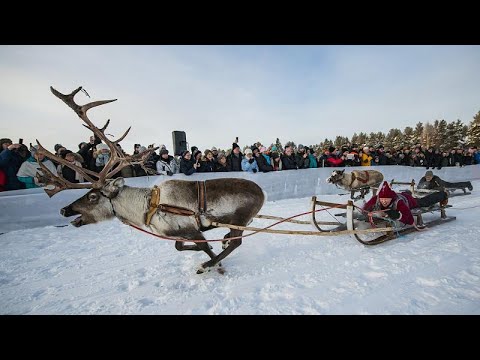 شاهد: سباق الرنة في شمال السويد يجذب السياح من جميع أنحاء العالم