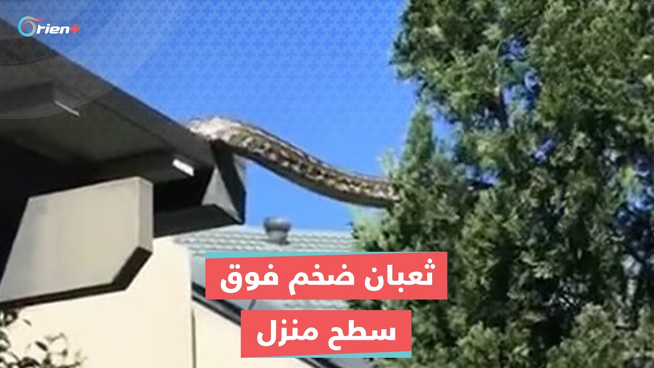 لحظات مُرعبة.. عائلة توثّق مرور ثعبان ضخم فوق سطح منزلها في أستراليا