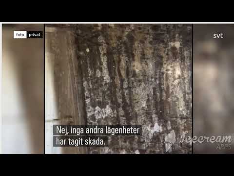 شقة  غزاها العفن والرطوبة في روزنغورد بمدينة مالمو جنوب السويد ..