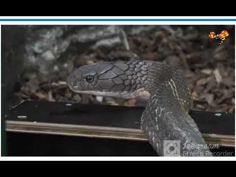 شاهد ثعبان الكوبرا "السير فاس " الذي هرب لأكثر من اسبوع في السويد ... عاد من تلقاء نفسه لغرفته