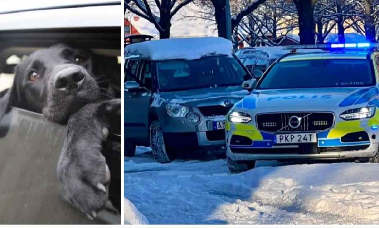 hund boter bil tusen kronor pengar djur botfallas 1