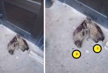 snapedit 1774053369288 1