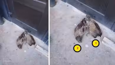 صدمة بين المصلين والأطفال صباح العيد.. رأسين خنزير أمام مسجد غرب السويد 8 snapedit 1774053369288 1