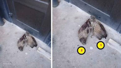 snapedit 1774053369288 1