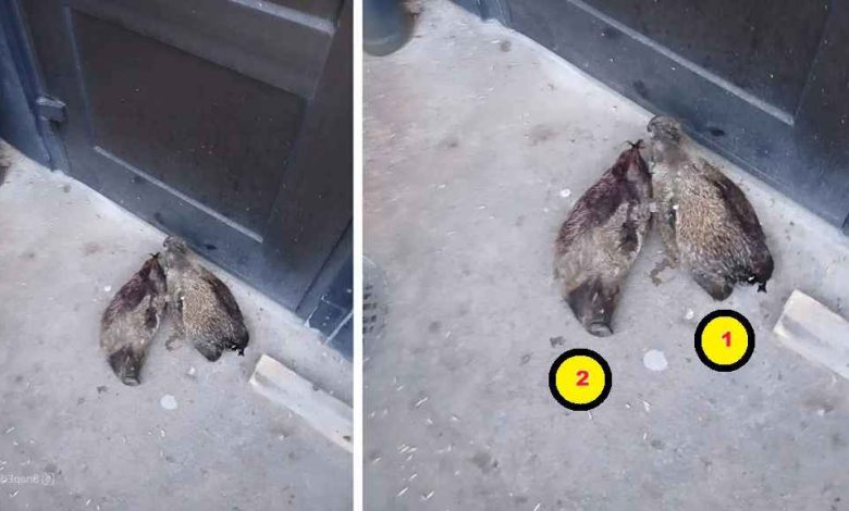 snapedit 1774053369288 1