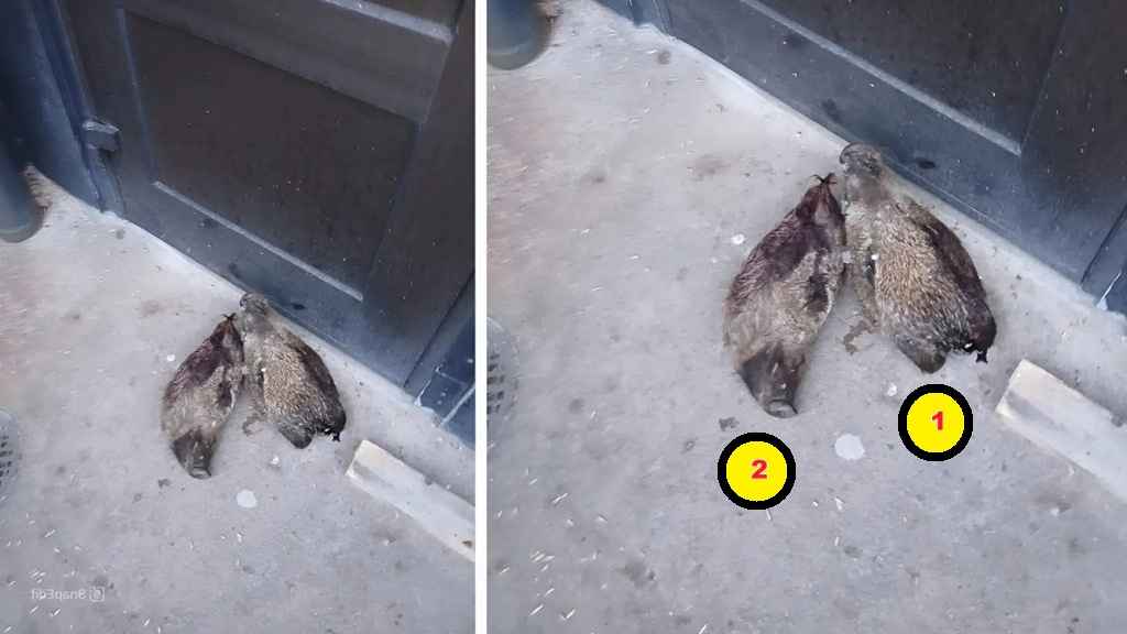 snapedit 1774053369288 1