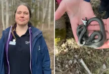 الأفاعي تستيقظ من سباتها.. وتحذير للمتنزهين في السويد