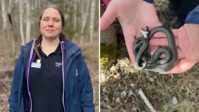 الأفاعي تستيقظ من سباتها.. وتحذير للمتنزهين في السويد