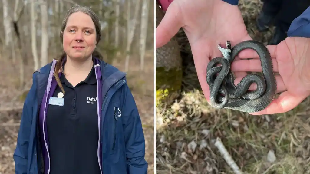 الأفاعي تستيقظ في السويد وتحذير للمواطنين من التعرض للدغات سامة 1 الأفاعي تستيقظ من سباتها.. وتحذير للمتنزهين في السويد