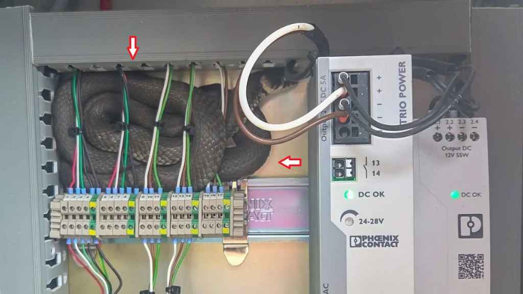 3 ثعابين داخل صندوق الدفع في محطة وقود وسط السويد تثير الذعر بين المواطنين 1 89